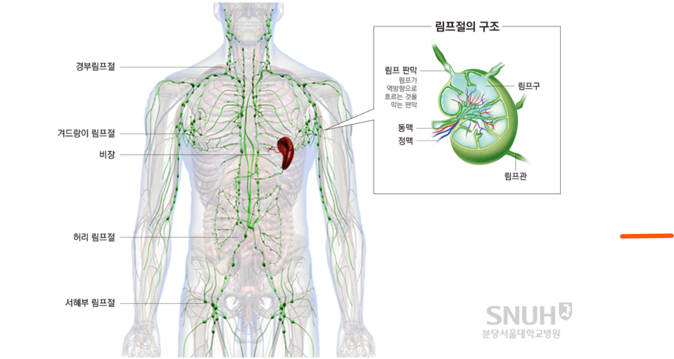 림프절의 구조 설명 도표-그림