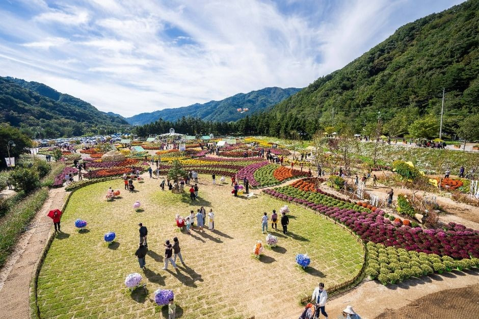 인제 가을꽃축제장 여행 4가지 테마 가을꽃 산책로
