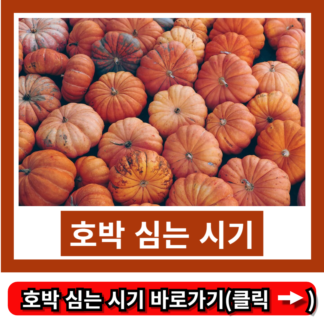 호박 심는 시기