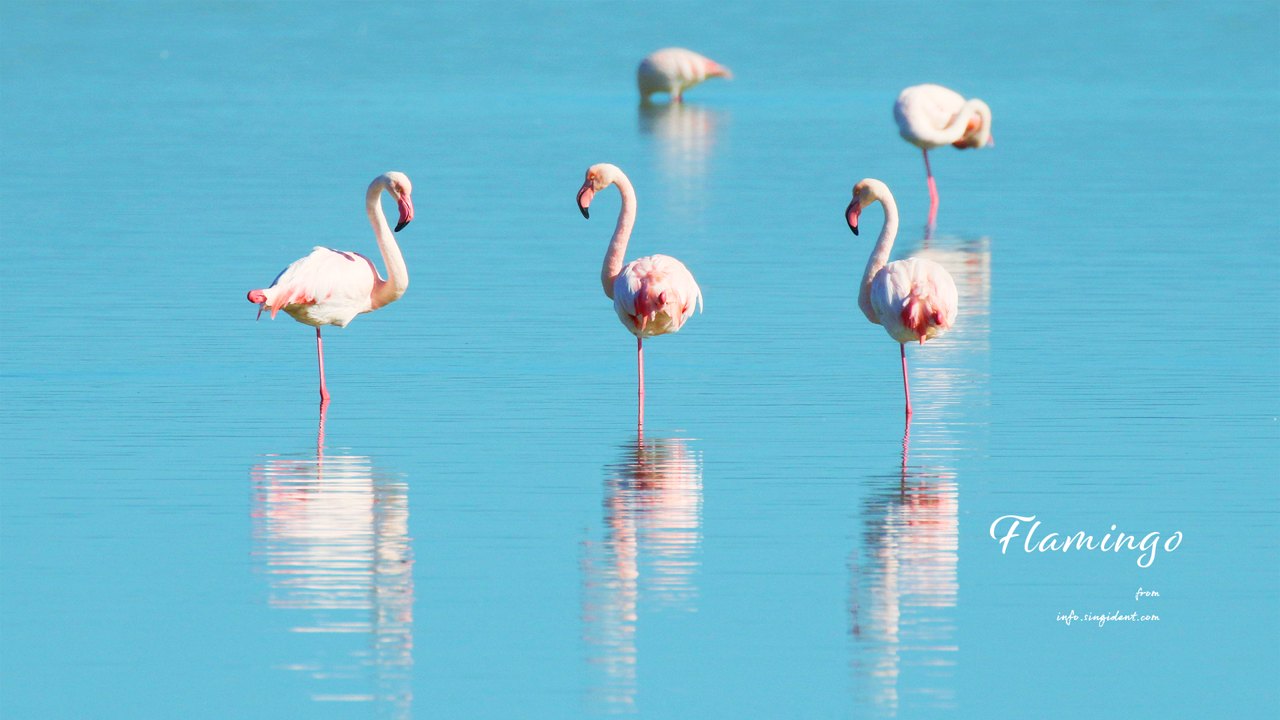 05 플라밍고 세마리 C - Flamingo 플라밍고배경화면