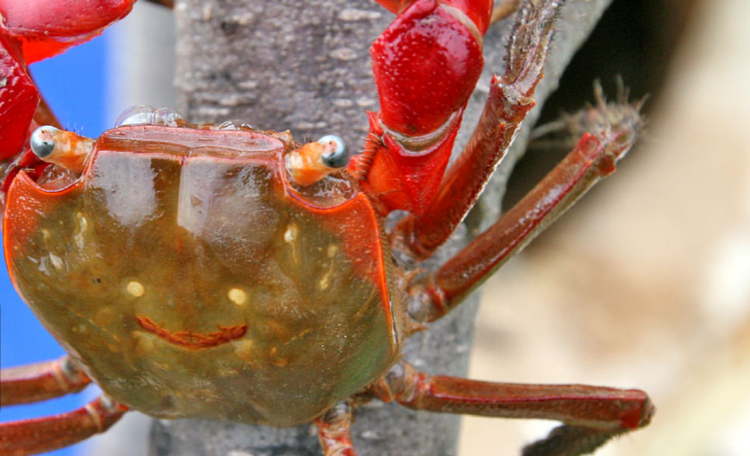 속초 테라크랩팜