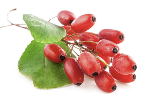 구기자 효능과 부작용 총정리