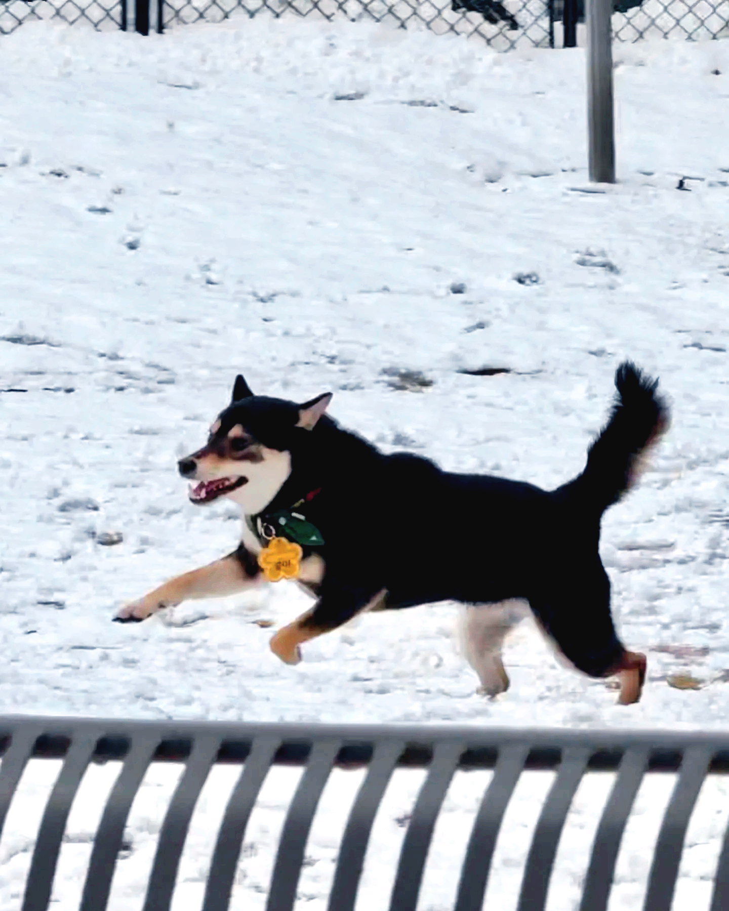  소노펫 비발디파크