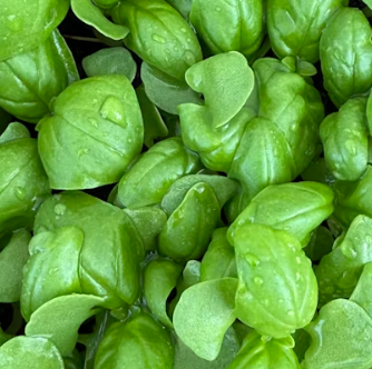 근대 효능과 부작용 나물 먹는법 고르는법 칼로리