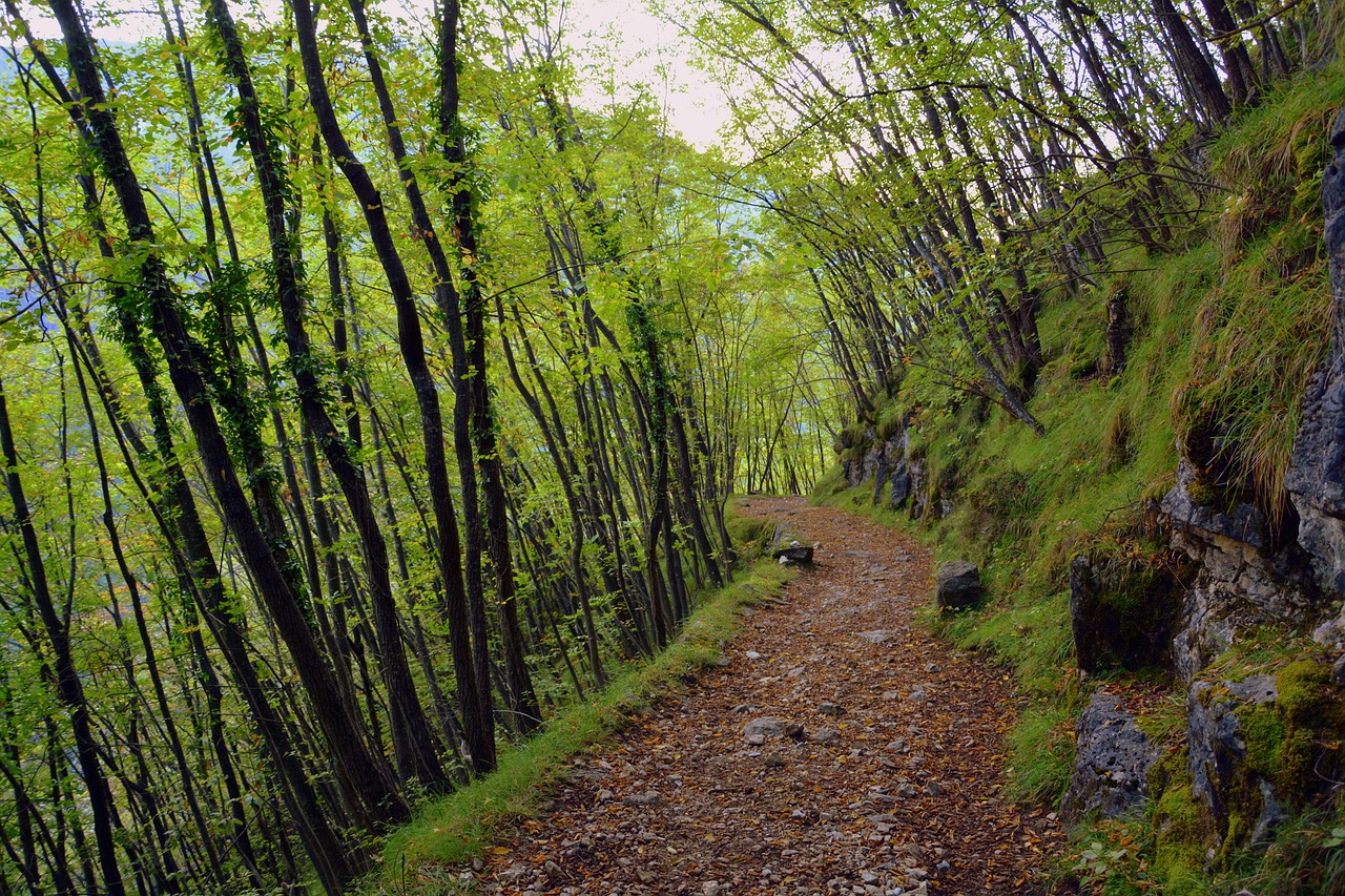 korean forest path 관련 사진