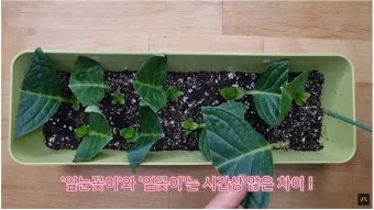 수국 삽목시기와 꺾꽂이 방법 재배 시기 완전 정리_15