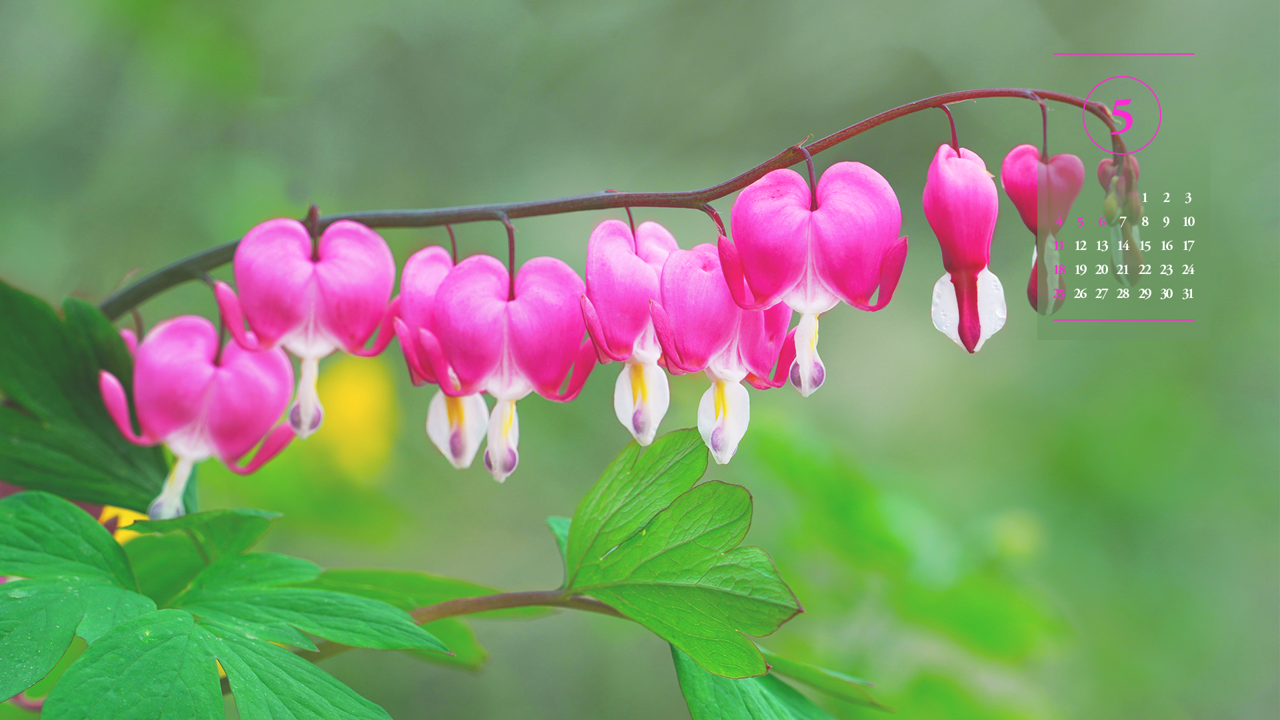 01 한줄기 금낭화 A - 2025년5월 노트북배경화면