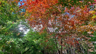 단풍명소_화담숲_전통담장길