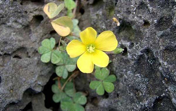 을유 물상 - 바위사이에 핀 꽃