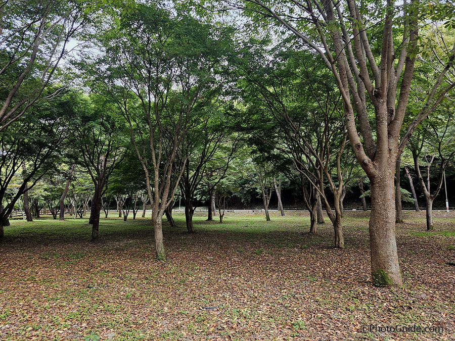 영광군 불갑산 상사화축제 2024