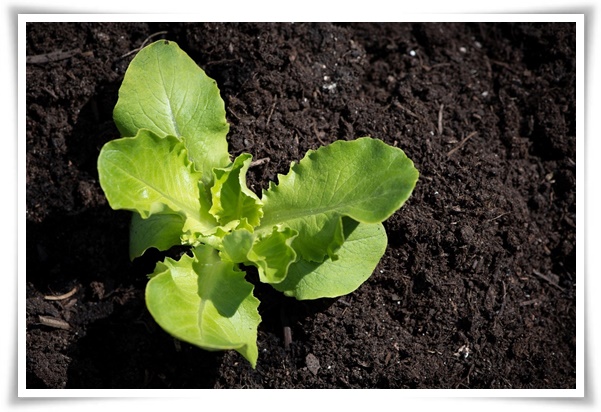 텃밭 &quot;상추 키우기&quot; 초보자도 쉽게 키우는 신선한 쌈 채소 재배의 모든 것!