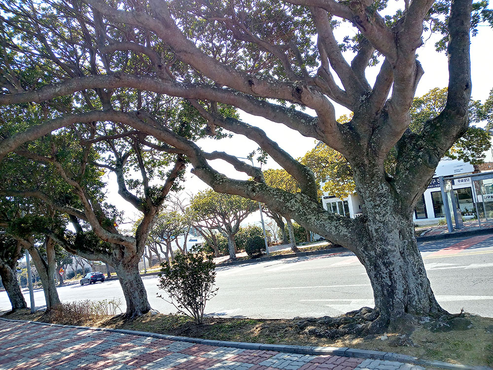 제주 서귀포 신시가지 후박나무