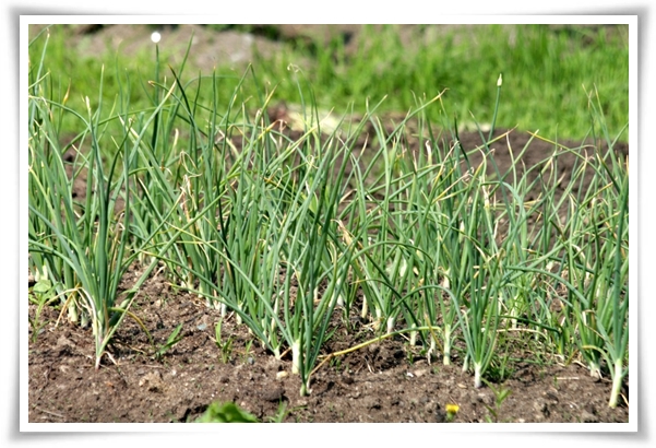 &quot;9월에 심기 좋은 텃밭 작물&quot; 풍성한 수확을 위한 최고의 작물 선택과 관리 비법!