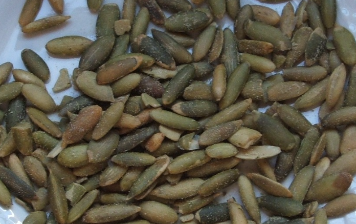 Cucurbita pepo 종자