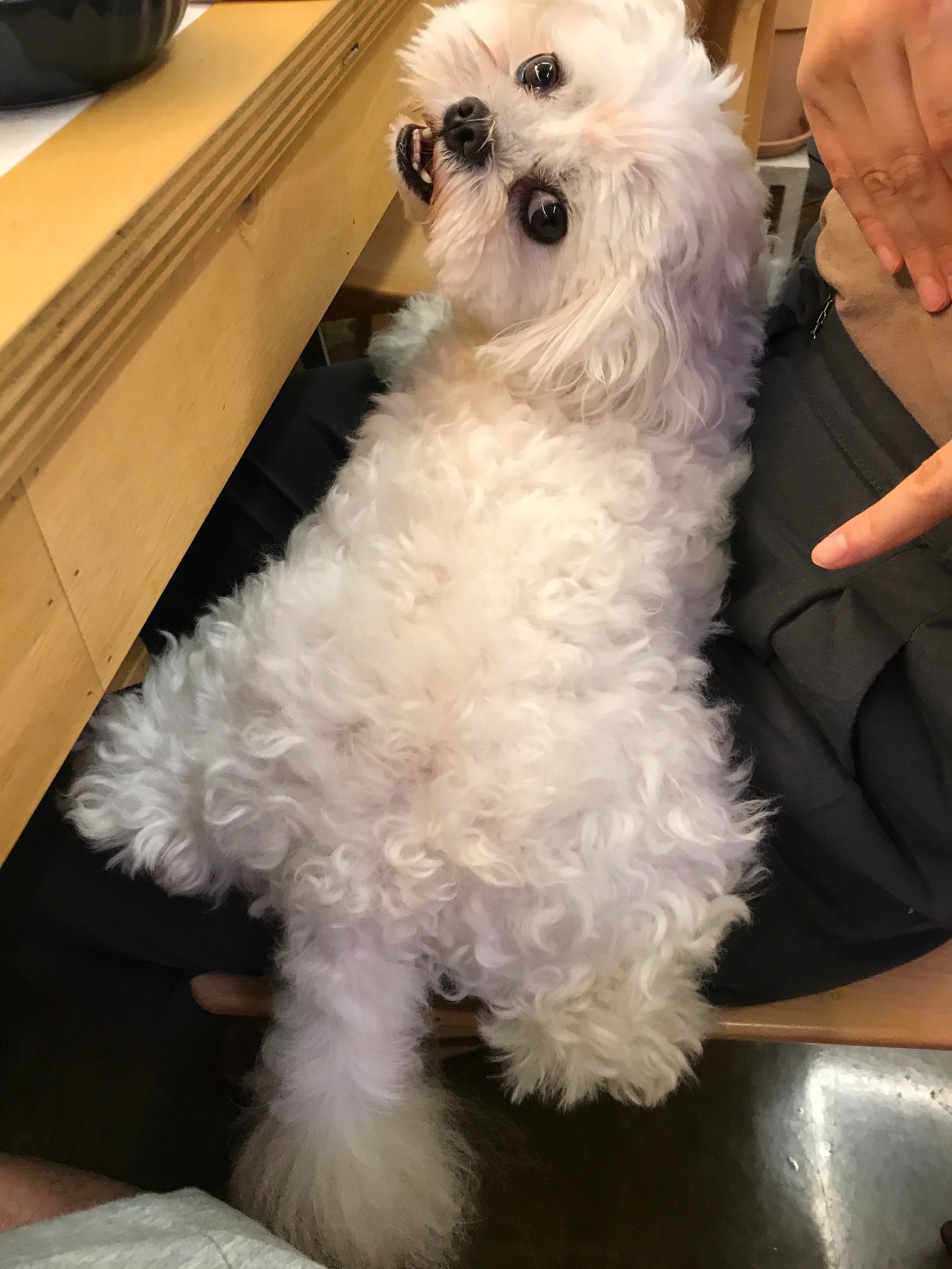 무릎위에서 애교를 부리는 시월이