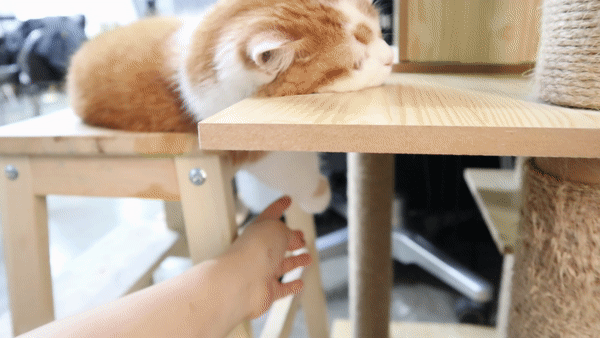 먼치킨숏레그