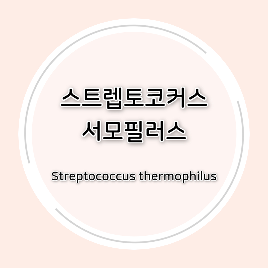스트렙토코커스 서모필러스(Streptococcus thermophilus)효능 총정리