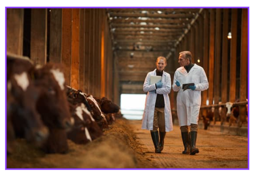 24절기 대설(大雪) 뜻 유래 풍속 알아보기