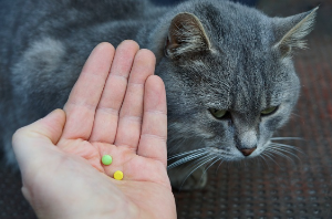 알약을 든 주인 옆에 있는 고양이