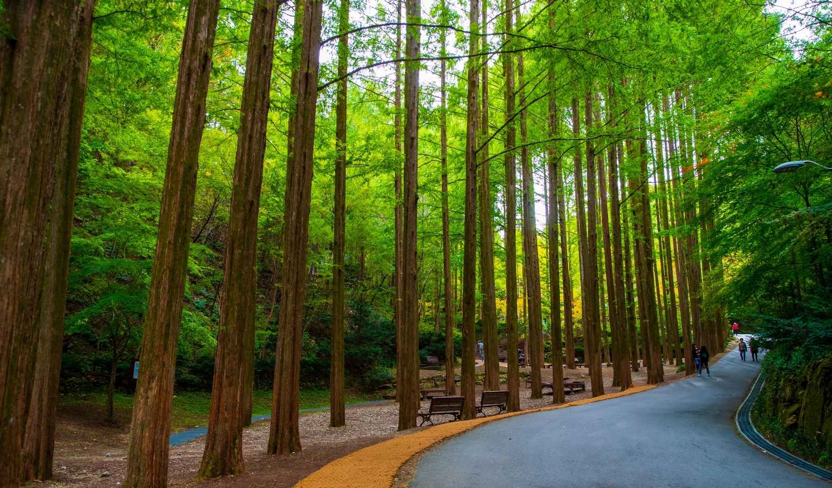 장태산 자연휴양림