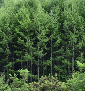 일본잎갈나무 수형