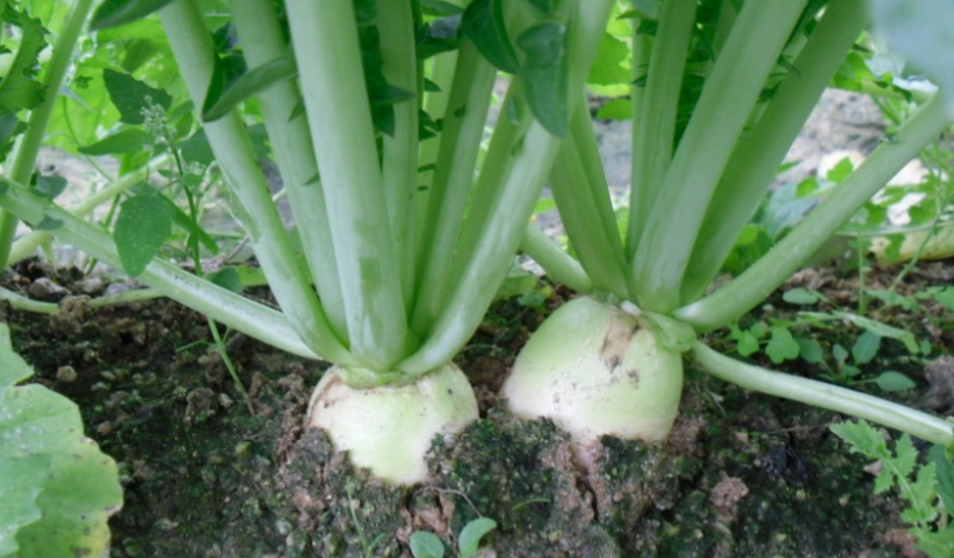 김장무 파종시기