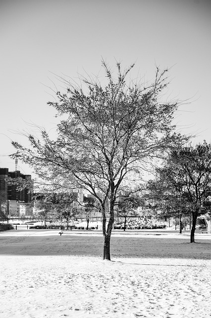 2025년 서울 첫눈 언제