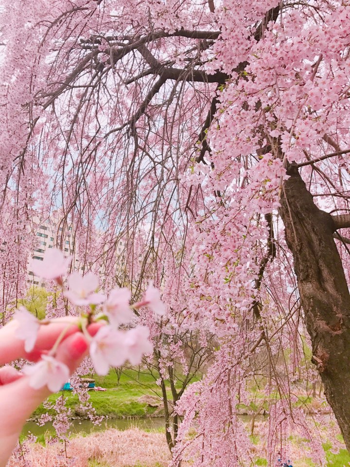 2025 벚꽃 개화 시기 전국 벚꽃 명소