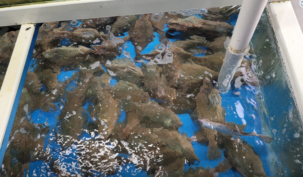 정자참가자미 대표 메뉴