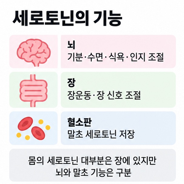 뇌에서는 기분 수면 식욕 조절, 장에서는 장운동, 혈소판에서는 말초 세로토닌 저장 역할을 비교한 이미지