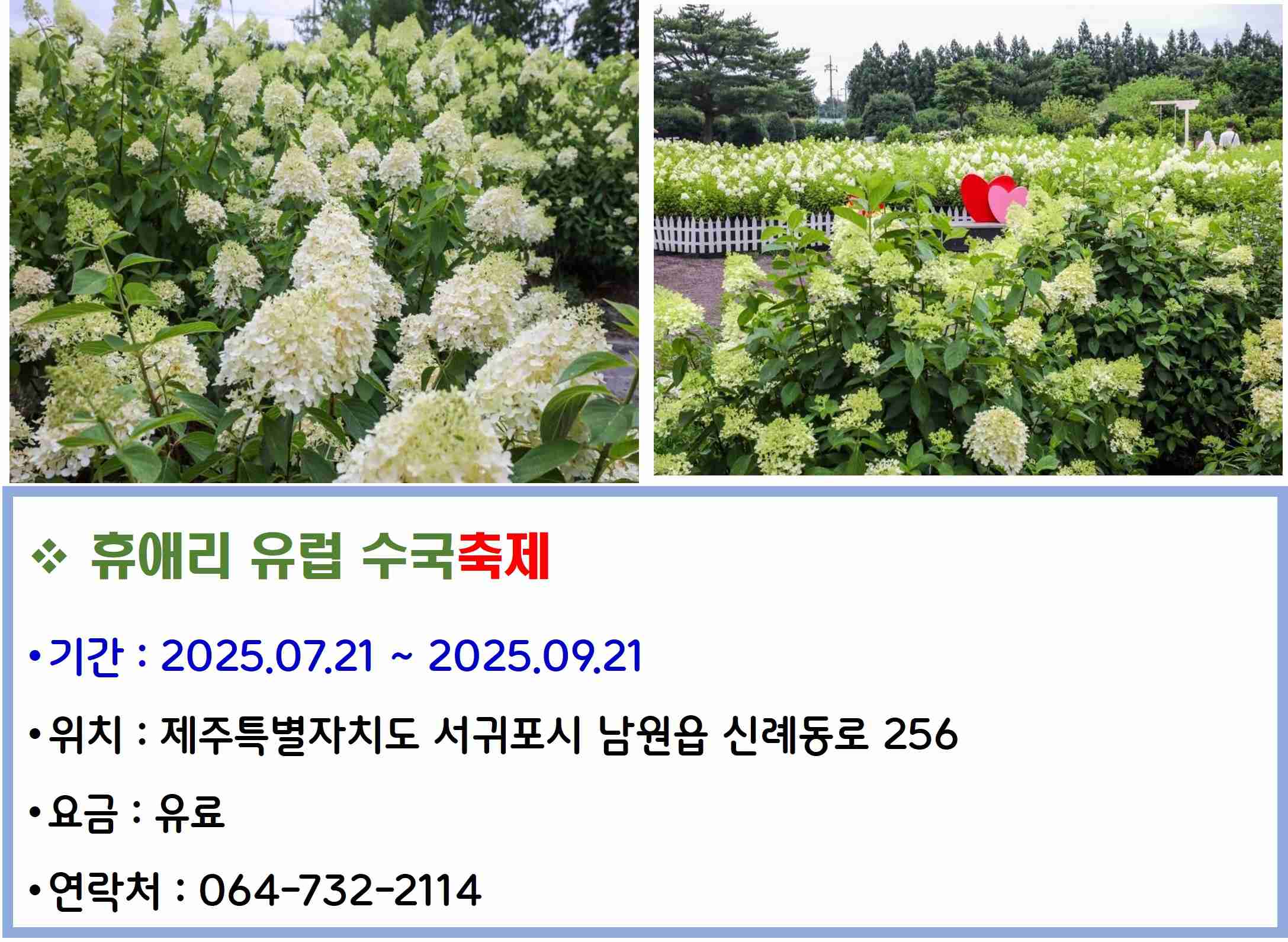 휴애리 유럽 수국축제