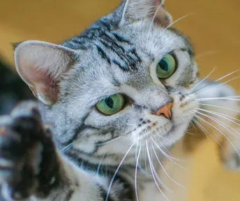 장마철에 고양이가 몸이 안 좋아지기 쉬운 이유