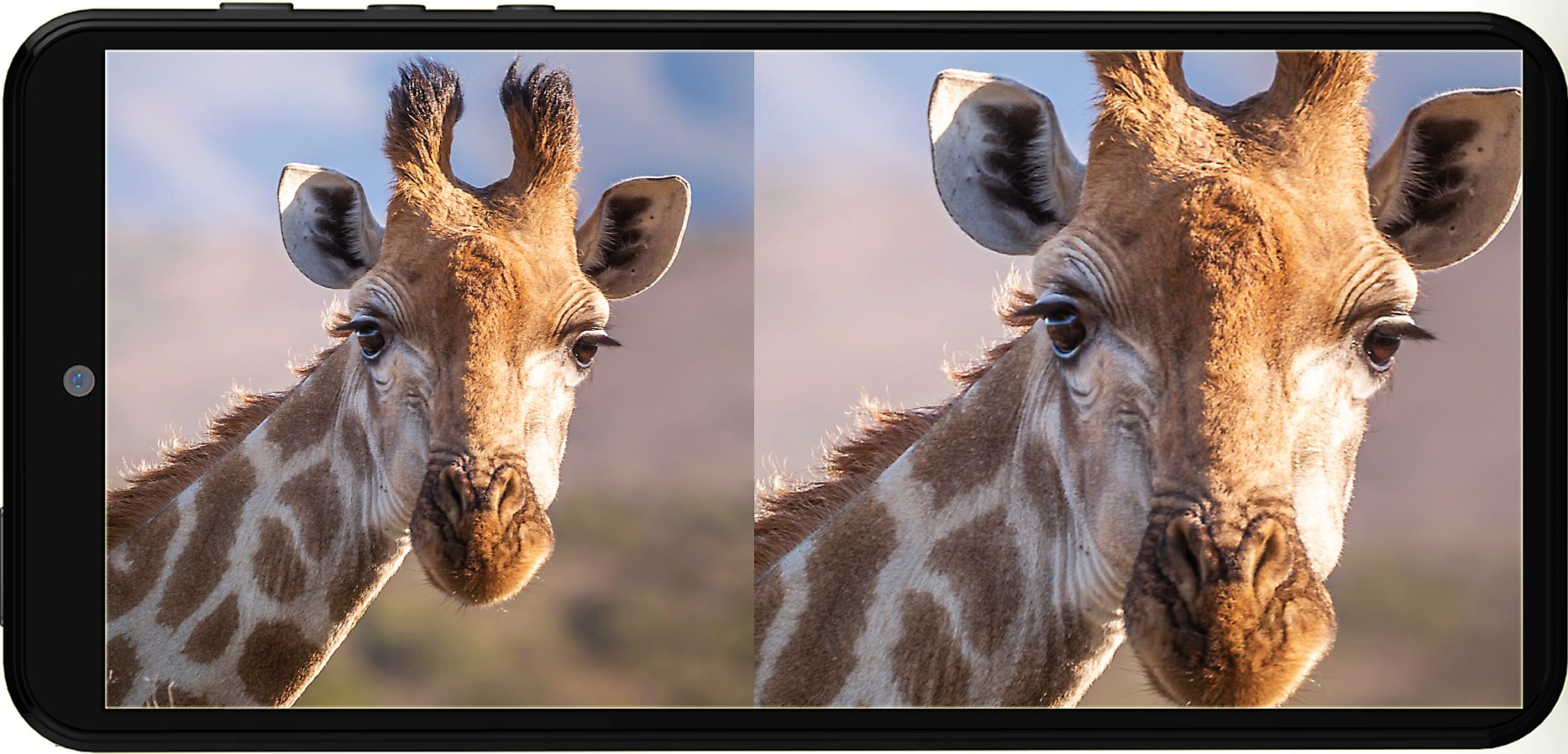 휴대폰으로_기린을_확대_축소_촬영한_이미지
