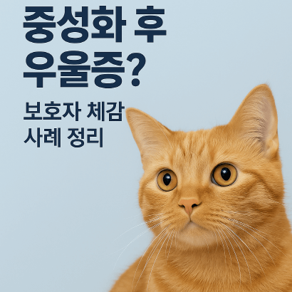 고양이 중성화 후 행동 변화 분석 : 우울증 오해와 멘탈 케어