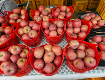 부석사 잔디광장 사과판매장