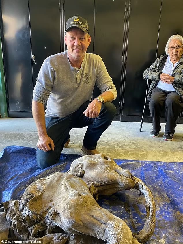 가장 완벽하게 보존된 3만년 전 아기 매머드 발견 VIDEO: Most complete baby mammoth in North America is FOUND