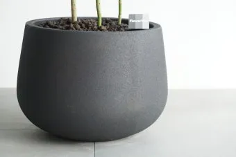 화분 잎마름 원인 햇빛부족 건조 과습 진단 맞춤 처방 가이드_29