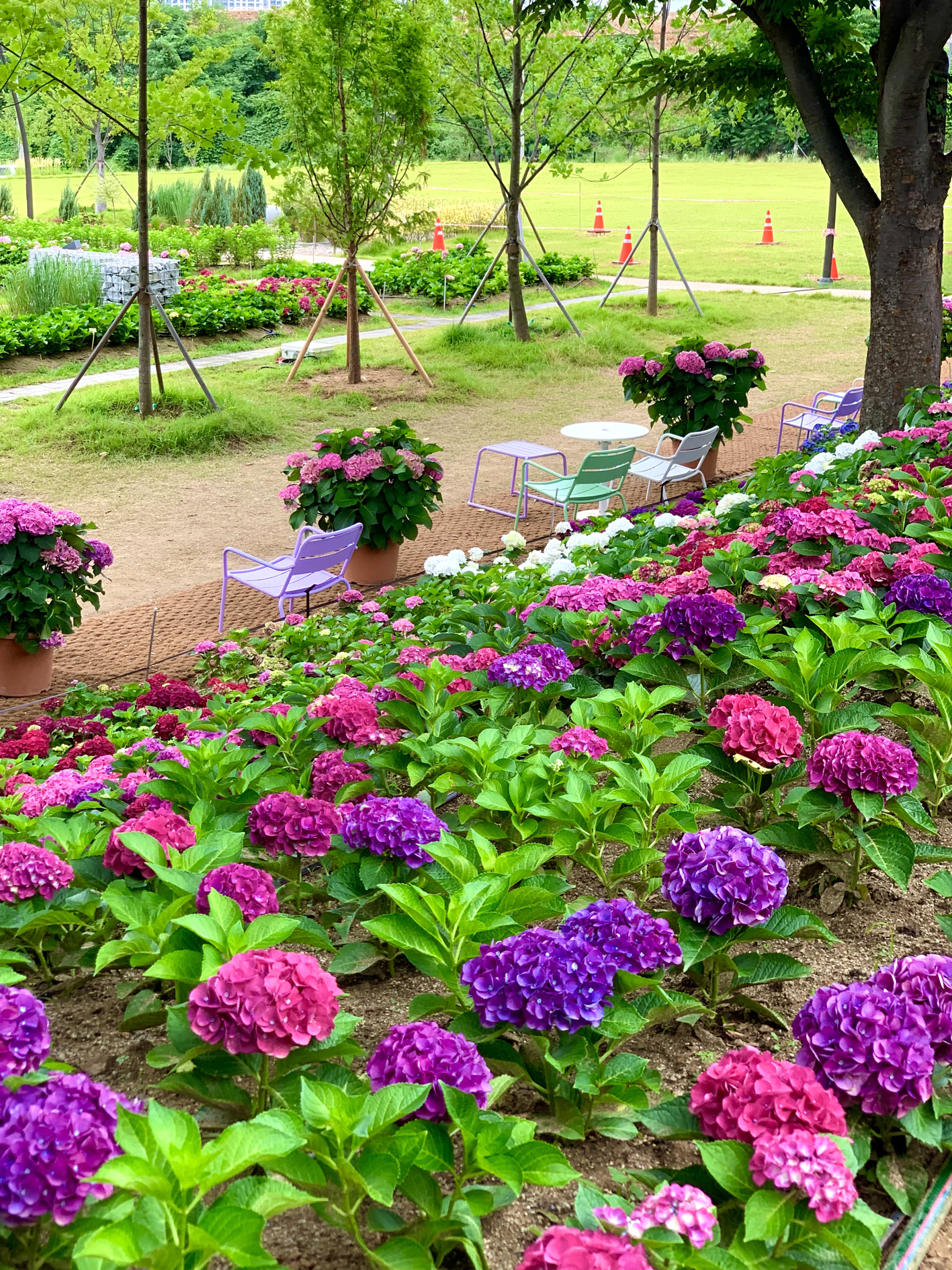 구미다온숲 수국핀 모습입니다.