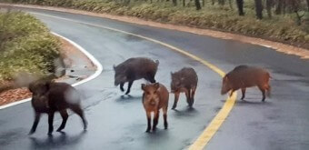 멧돼지-가족-다섯-마리가-제주도-도로가를-유유히-걸어다니는-모습