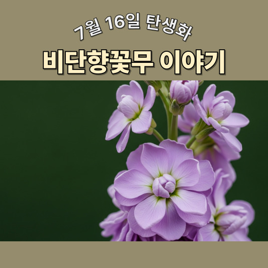 7월 16일 탄생화, 비단향꽃무(스토크) - 향기로 남는 마음