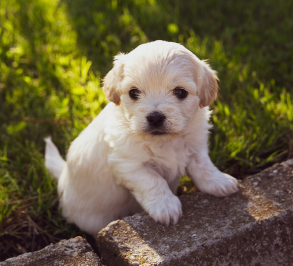 귀여운 아기 강아지 사진
