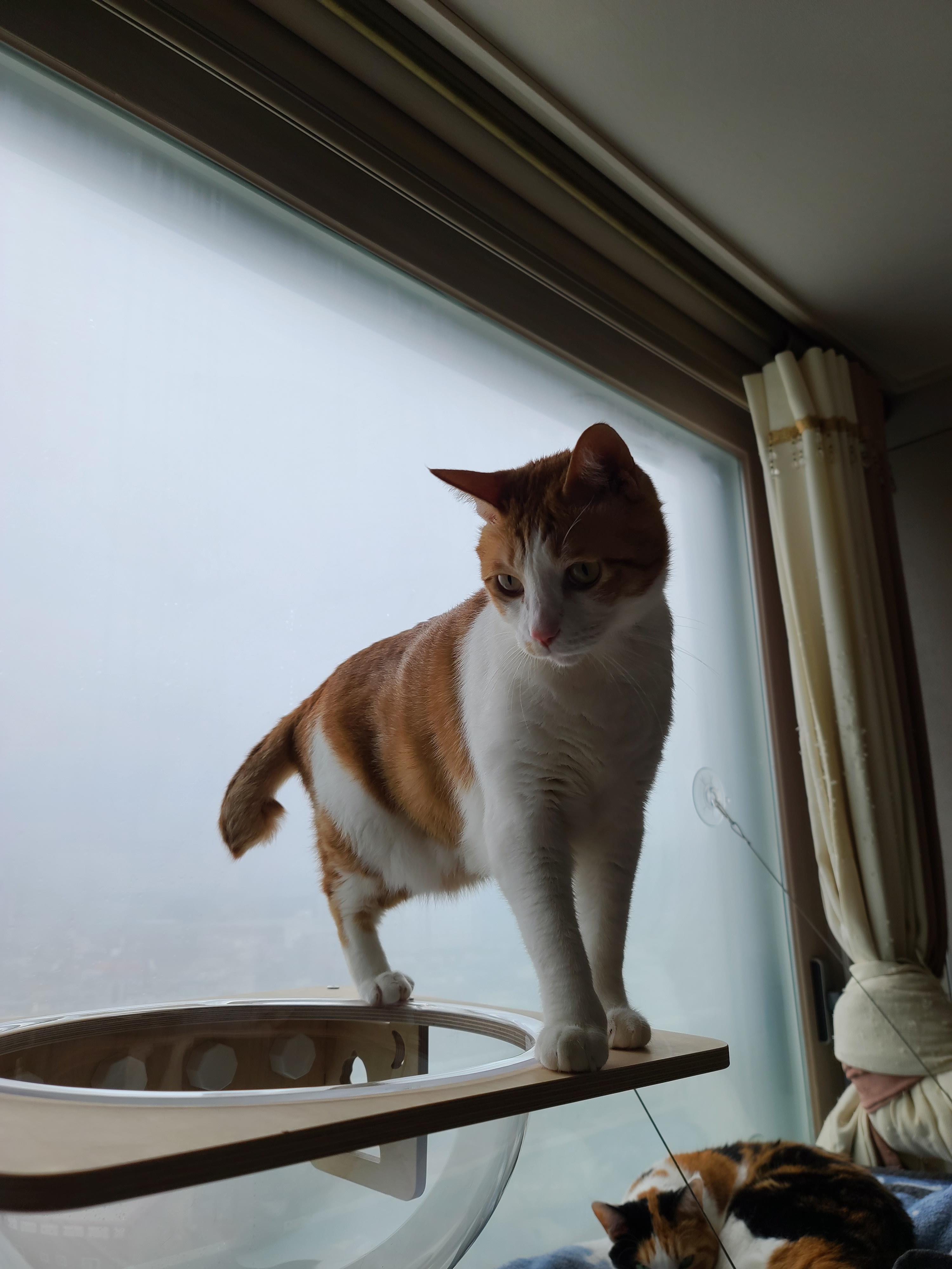 조심성 많고 소심한 막둥이의 캣볼 탐험기!! 결국 막둥이는...