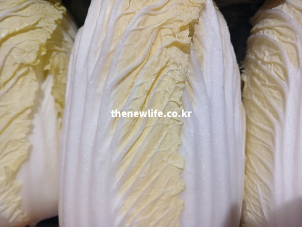 배추의 하얀 줄기 부분을 근접 촬영한 실물 사진. 결이 살아있는 촘촘한 섬유질과 수분을 머금은 아삭한 질감