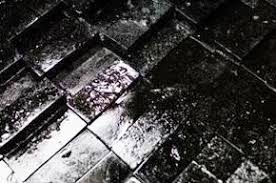 지키려는 노력과 대체 단백질의 미래: 명태에서 배우다