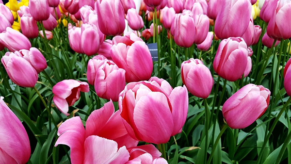 2025 캐나다 오타와 튤립축제