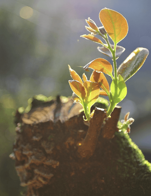 새 정부 정책 공약
