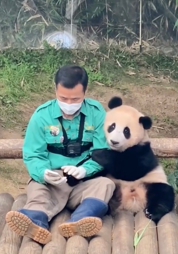 푸바오 어릴적