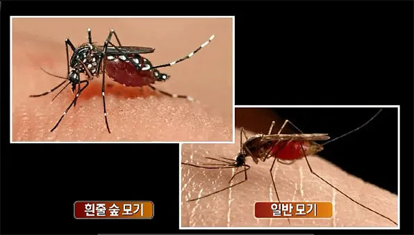 우리나라 모기 종류별 특징과 계절별 출현 정보_8
