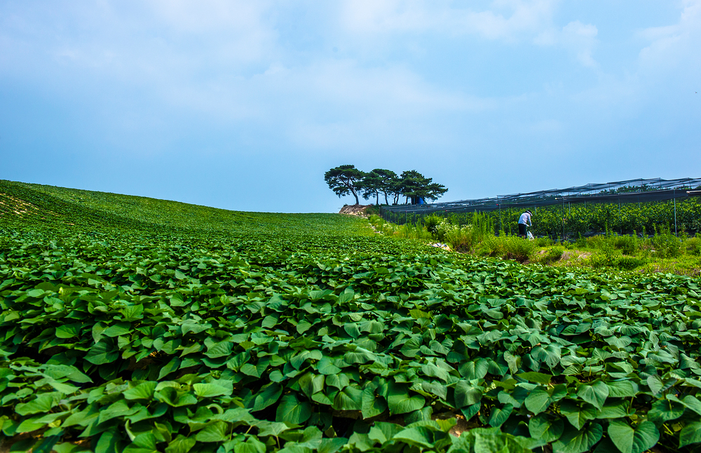 고구마-심는-시기