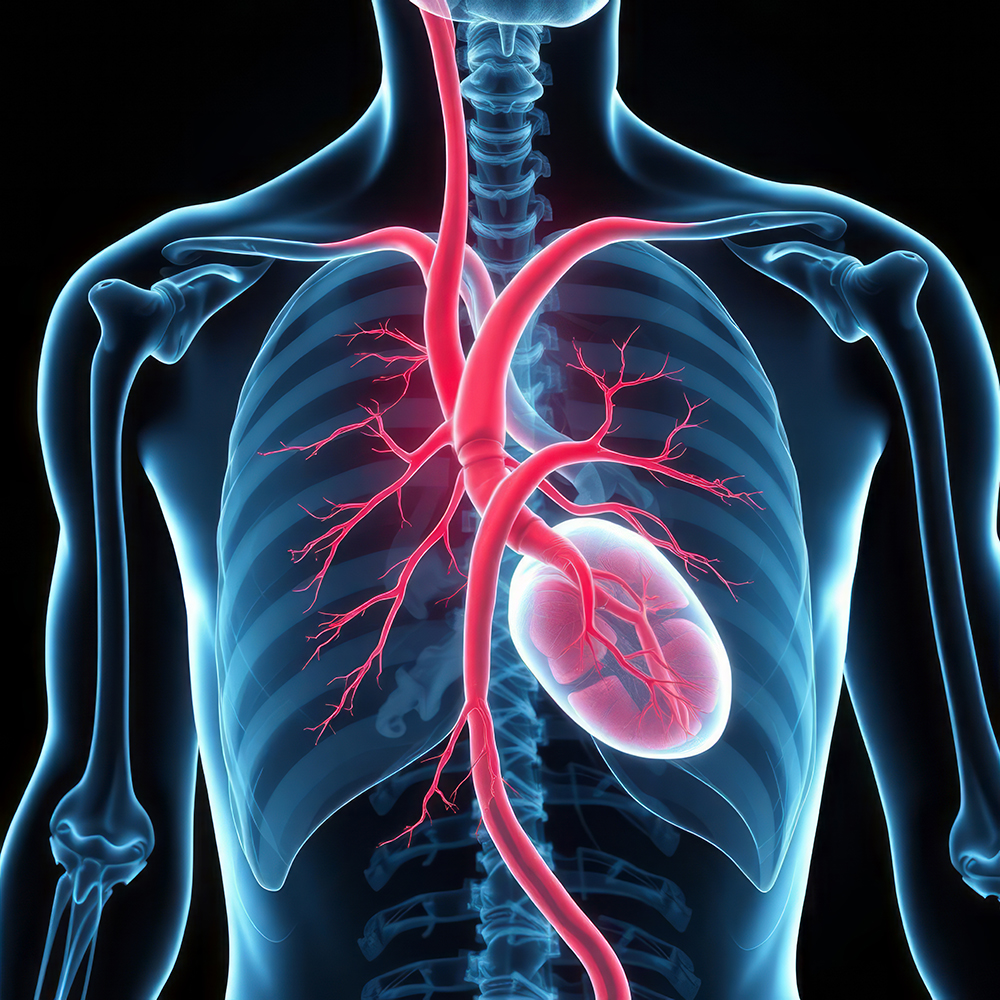 심혈관 질환이란